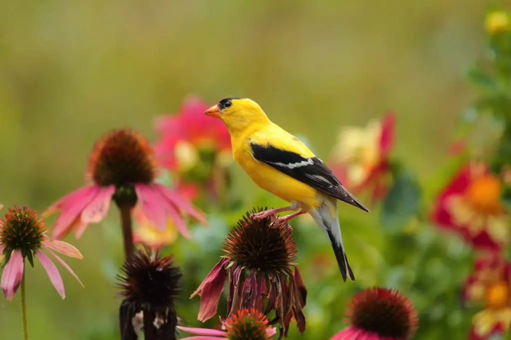 how to grow echinacea flower?