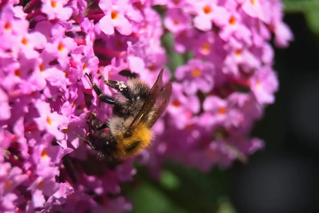 How to grow butterfly bush (buddleia)