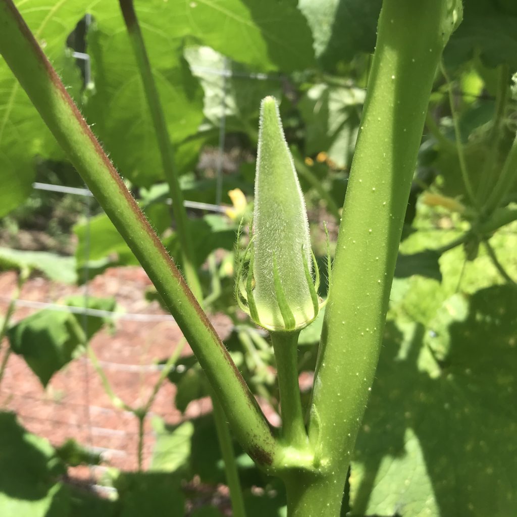How to grow okra in central Texas