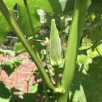 How to Grow Okra in Central Texas?