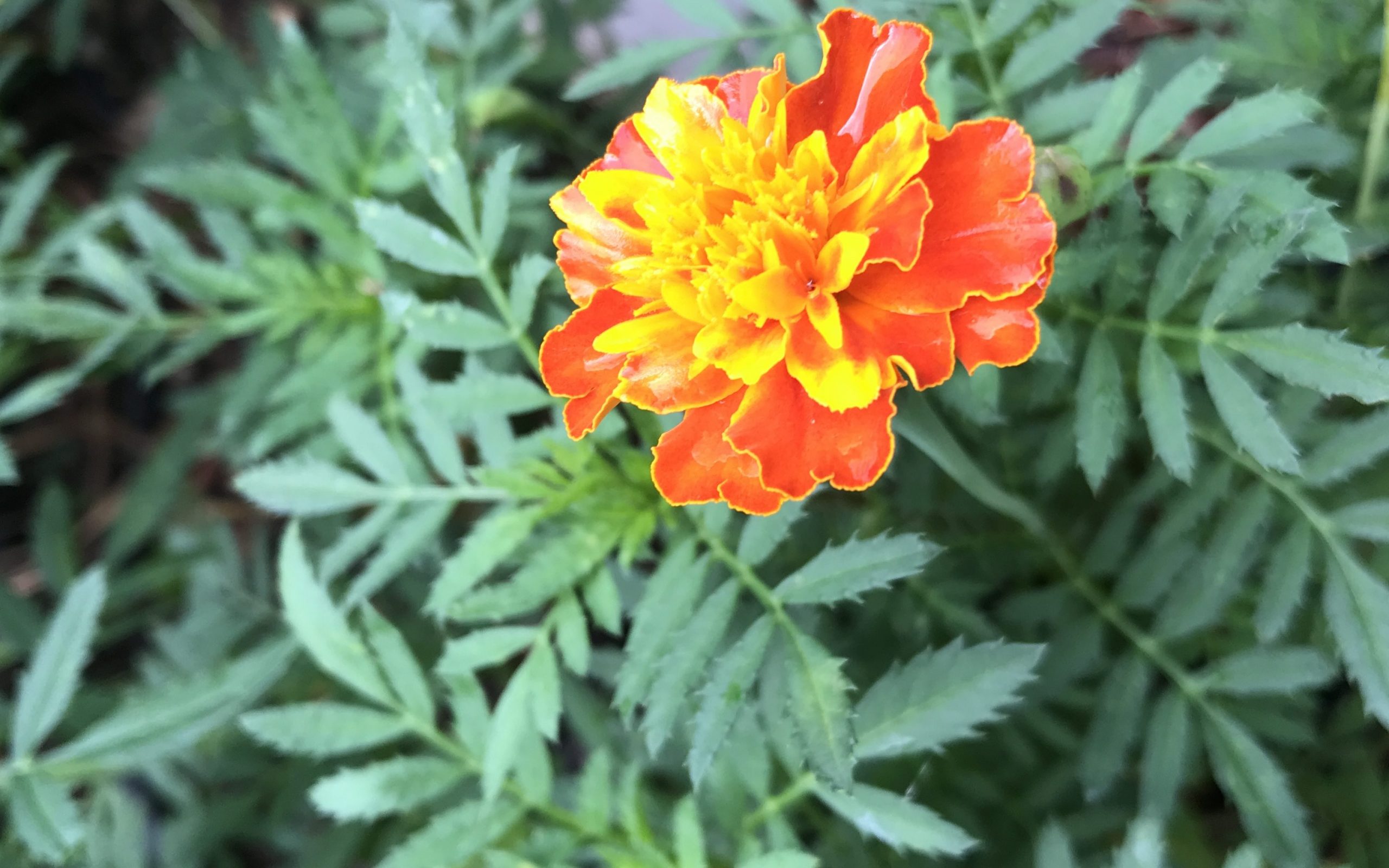 Adding marigold to the edible garden