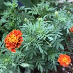 Adding Marigold To The Edible Garden?