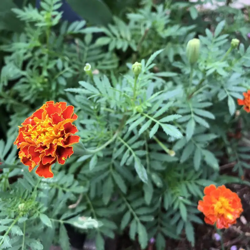 Adding marigold to the edible garden