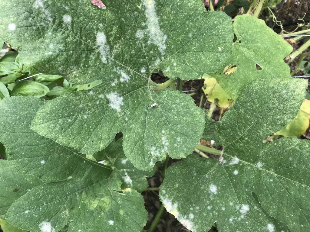 How to deal with powdery mildew in the garden