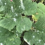 How to Deal With Powdery Mildew In The  Garden?
