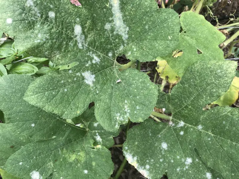 How to deal with powdery mildew in the garden
