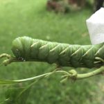 How To Identify  Hornworm From Other Similar Worms?