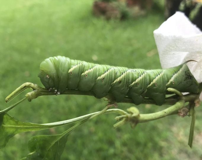 What you need to know about hornworms
