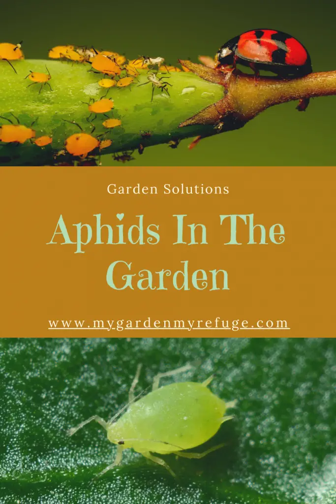 How to deal with aphids in the kitchen garden?