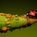 How To Deal With Aphids in The Kitchen Garden?