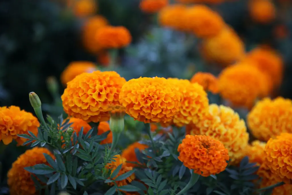 Adding marigold to the edible garden