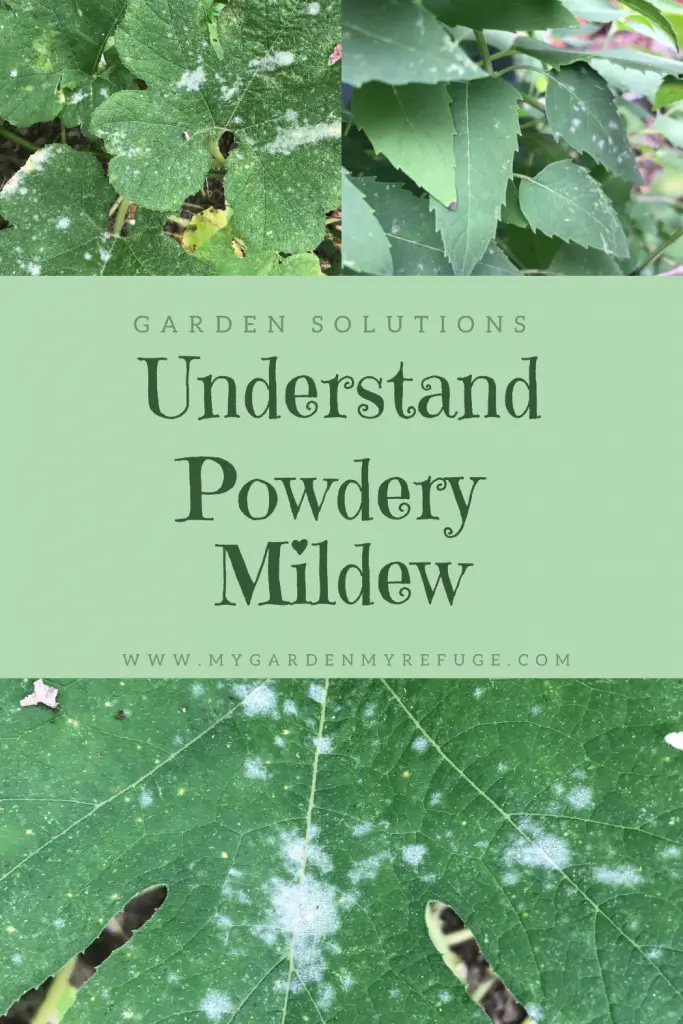 powdery mildew