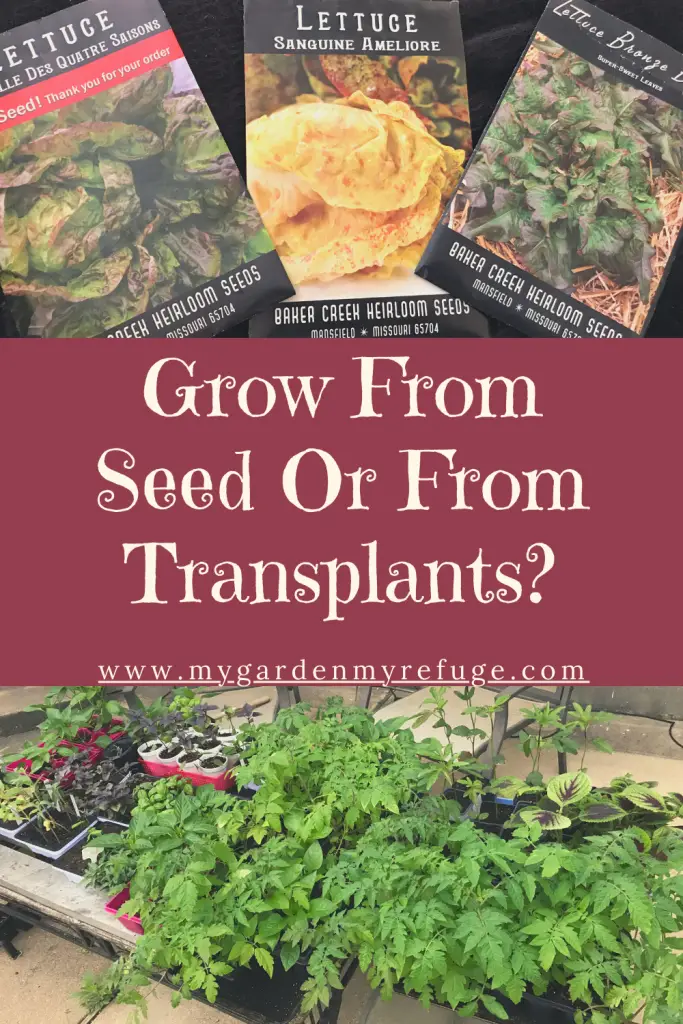 Grow from seed or transplant? how to decide?