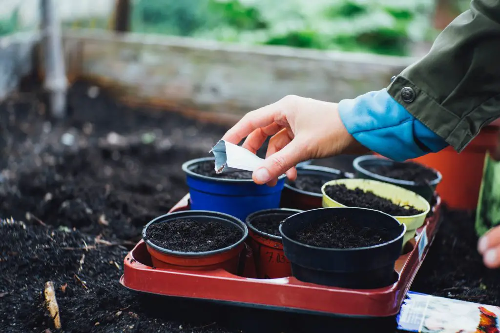 Grow from seed or transplant? How to decide