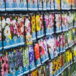 Is It Best To Grow From Transplants Or Seeds?