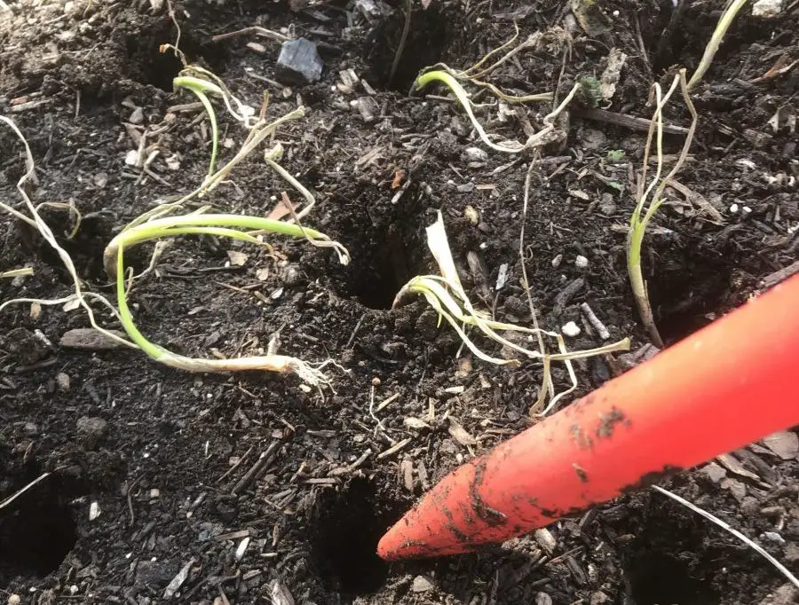 growing leeks