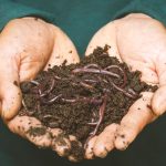 Soil Health Impact On Food Nutrients
