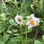 Low Maintenance Crops For The Cool Season?