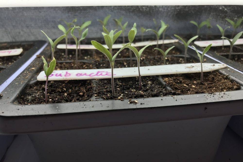 Tomato seedlings under growlight