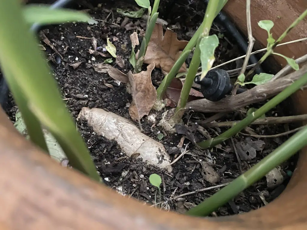 How to grow ginger in central Texas