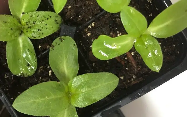 seedlings