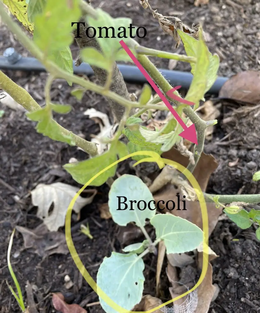 How to transition your vegetable garden to the cool season