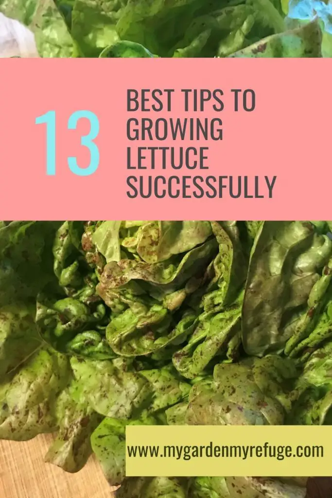 13 Tip to successfully grow lettuce
