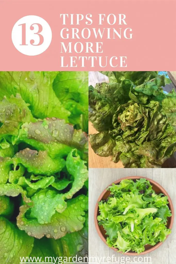 tips for successfully growing lettuce