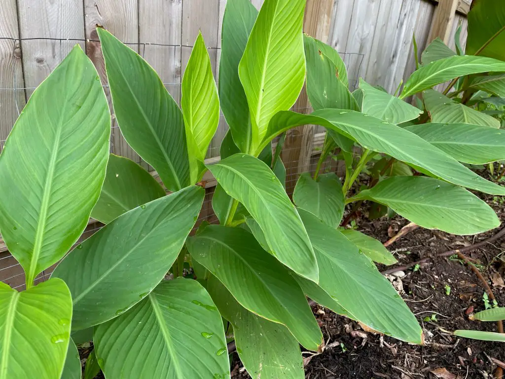 drought-tolerant perennial