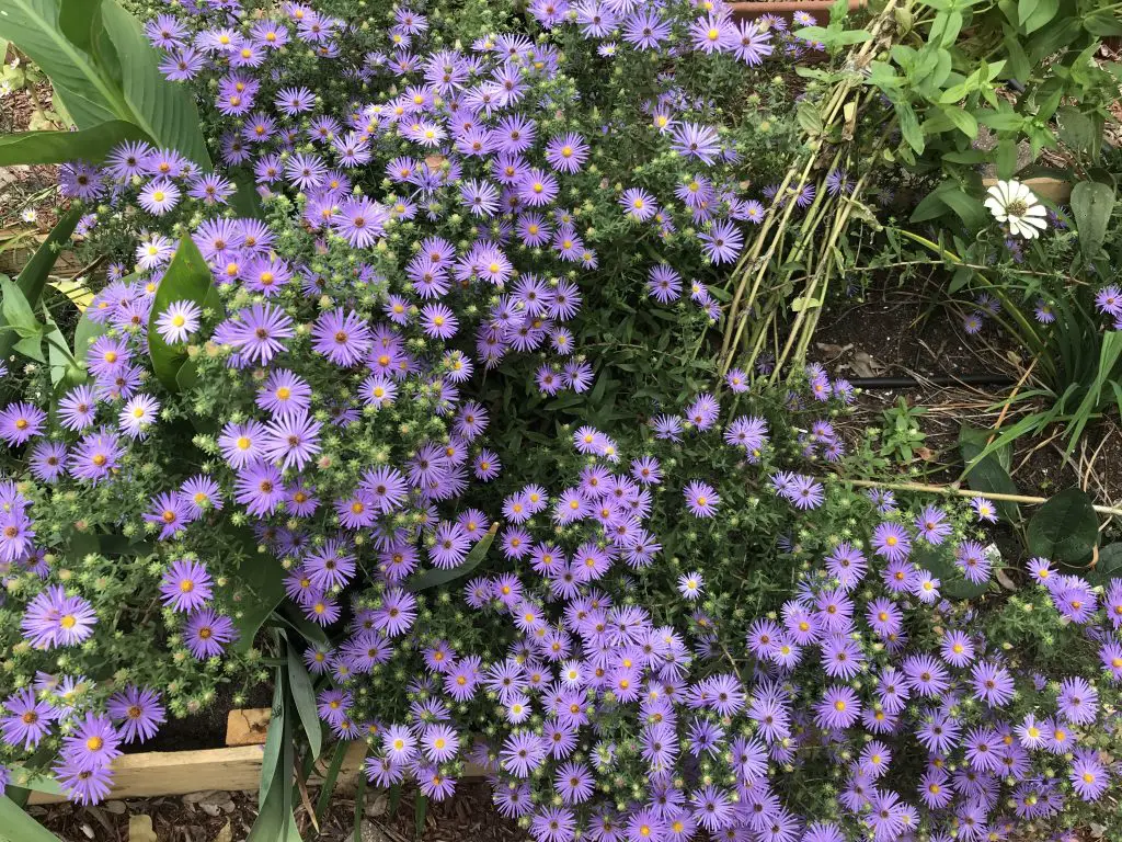 drought-tolerant perennials