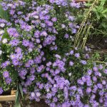 Easy Drought-Tolerant Perennials For Texas