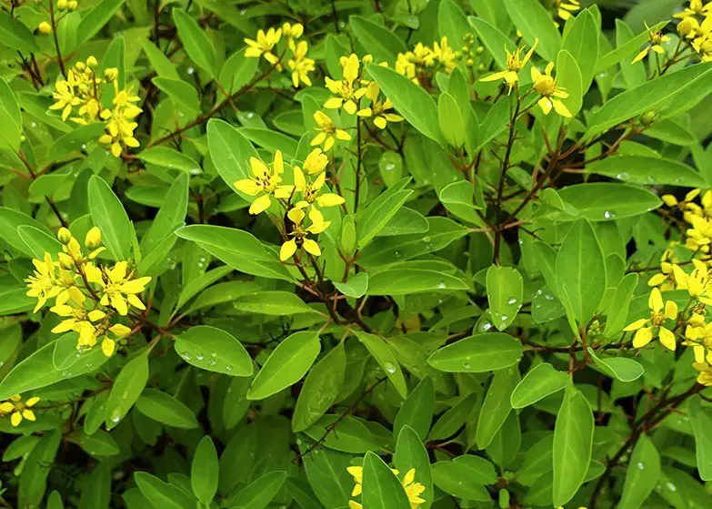 drought tolerant perennials