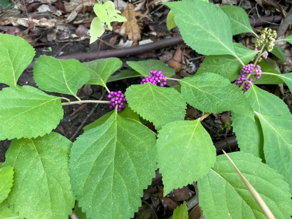 drought tolerant perennials