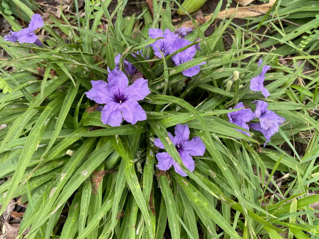 drought tolerant perennials