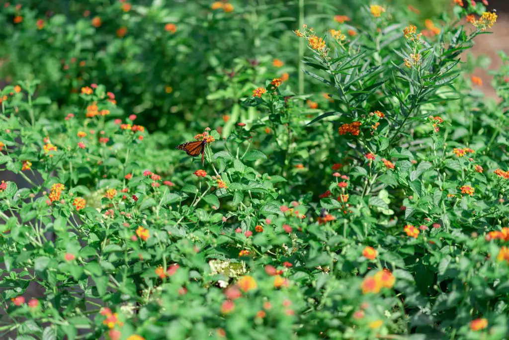 drought tolerant perennials