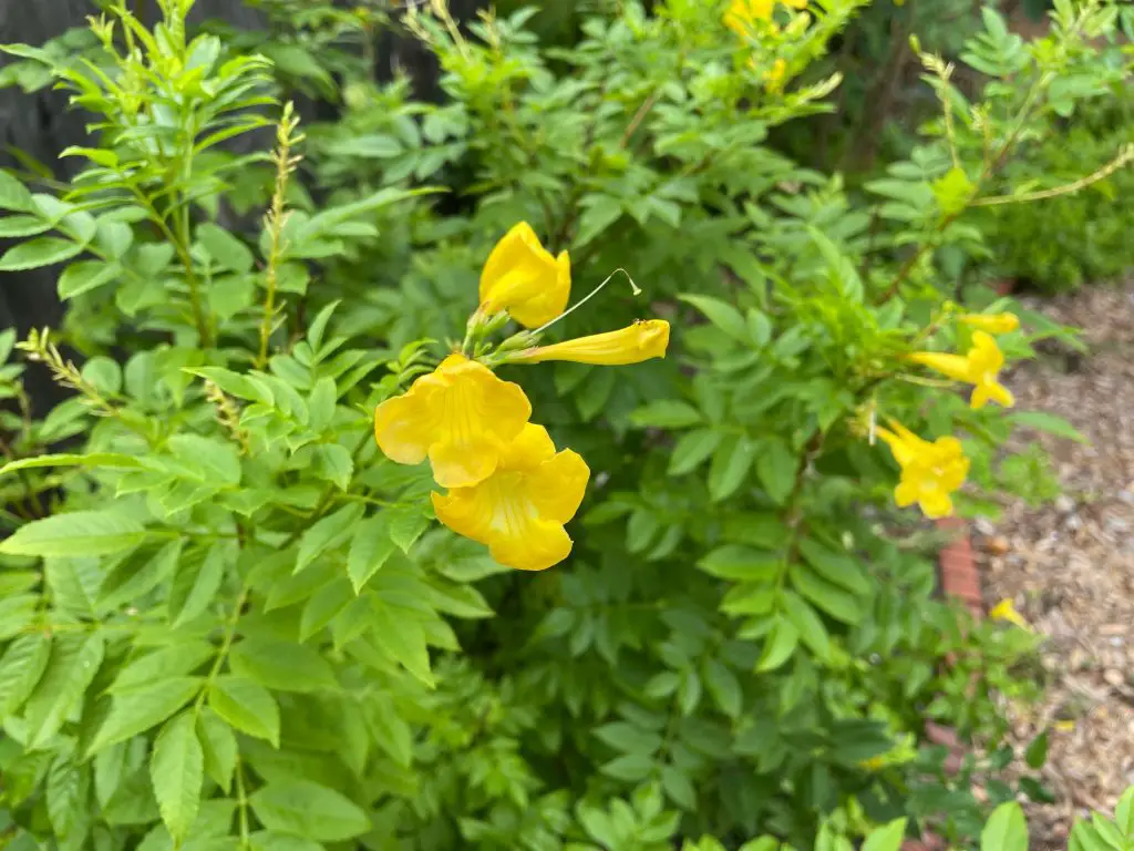 drought-tolerant perennials