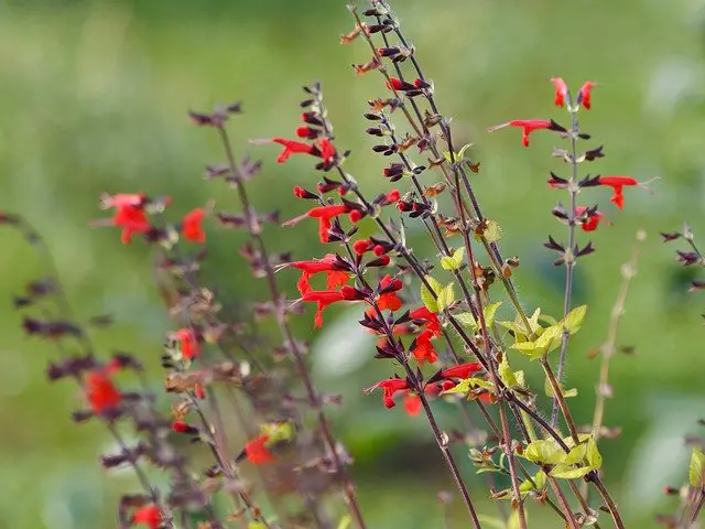 drought tolerant perennials