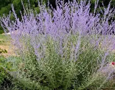 drought tolerant perennials