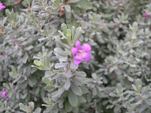 drought-tolerant perennials