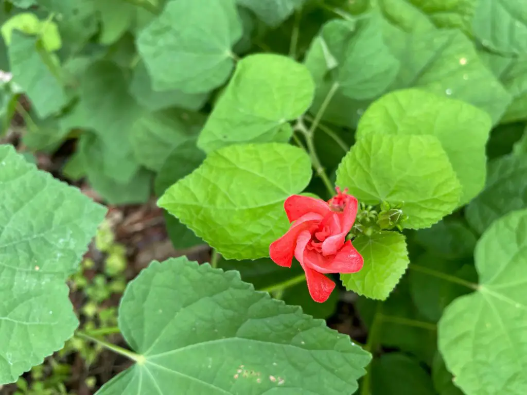 easy drought-tolerant perennials