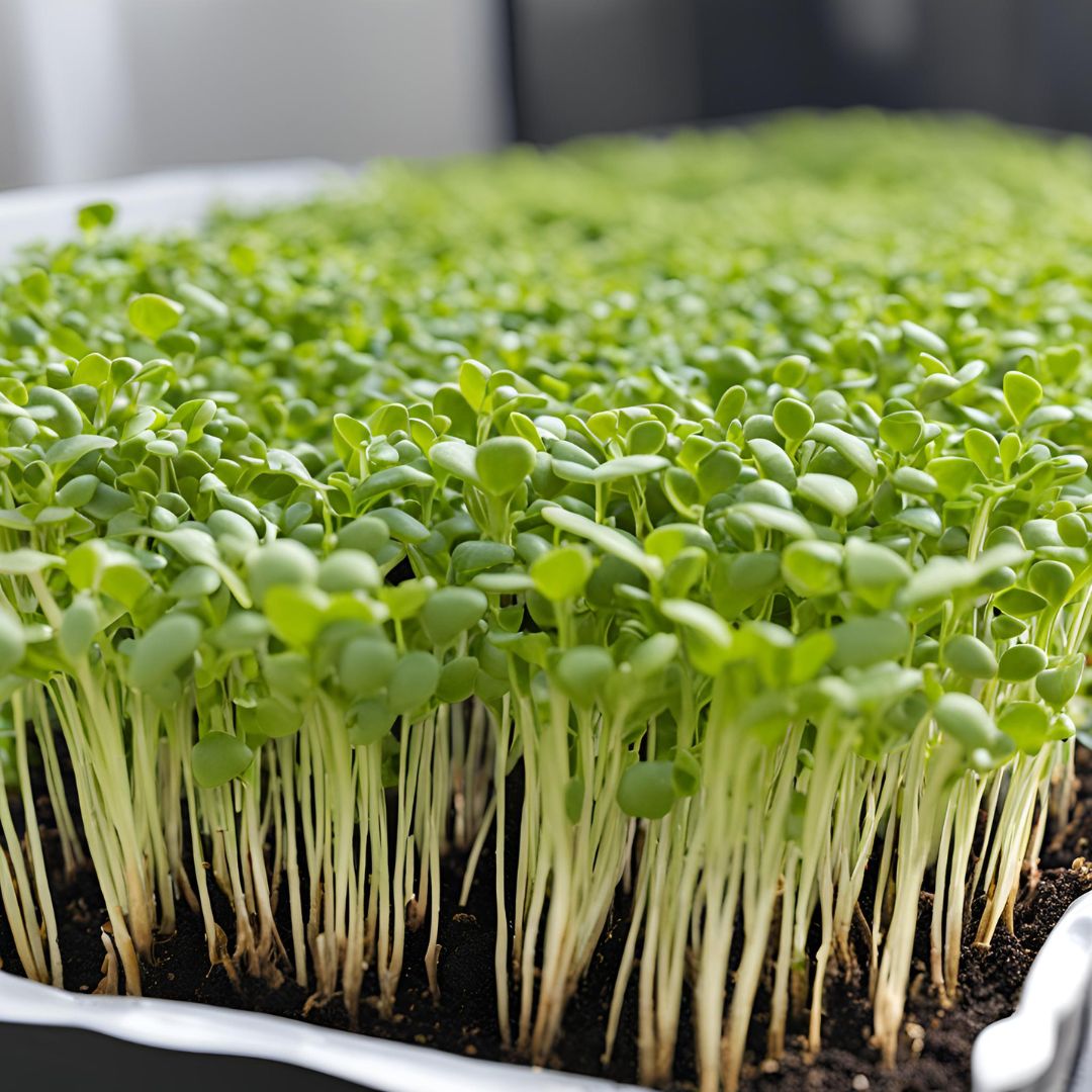 Let’s Be Inexpensive About Microgreens Let’s Be Inexpensive About Microgreens