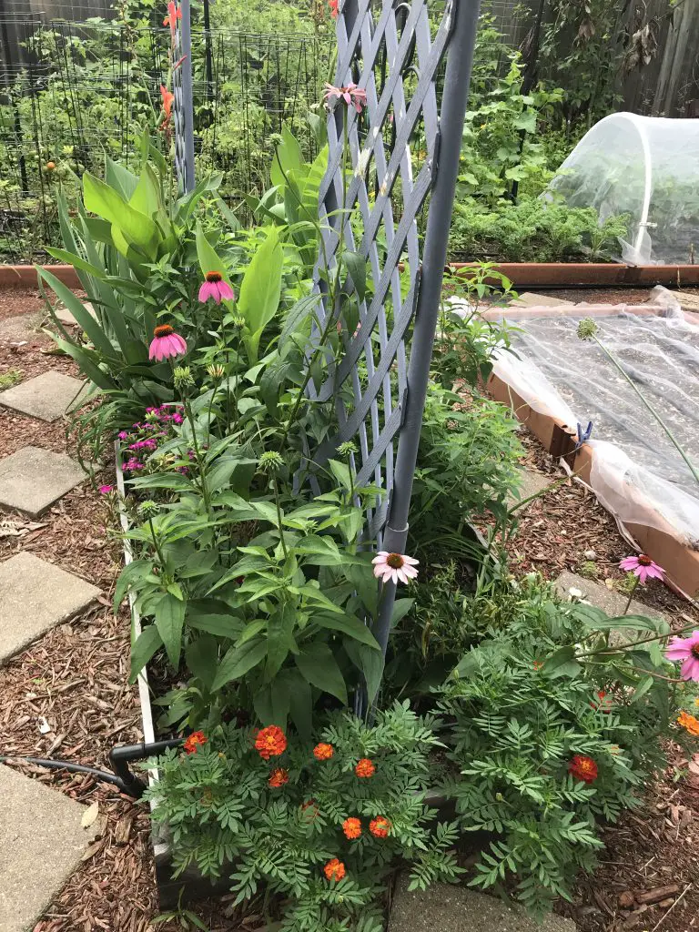herb garden