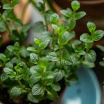 Bring Back The Old: Start An Herb Garden today!