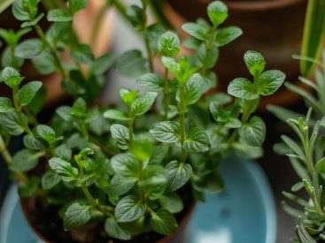 herb garden