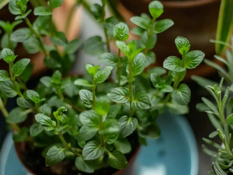 herb garden