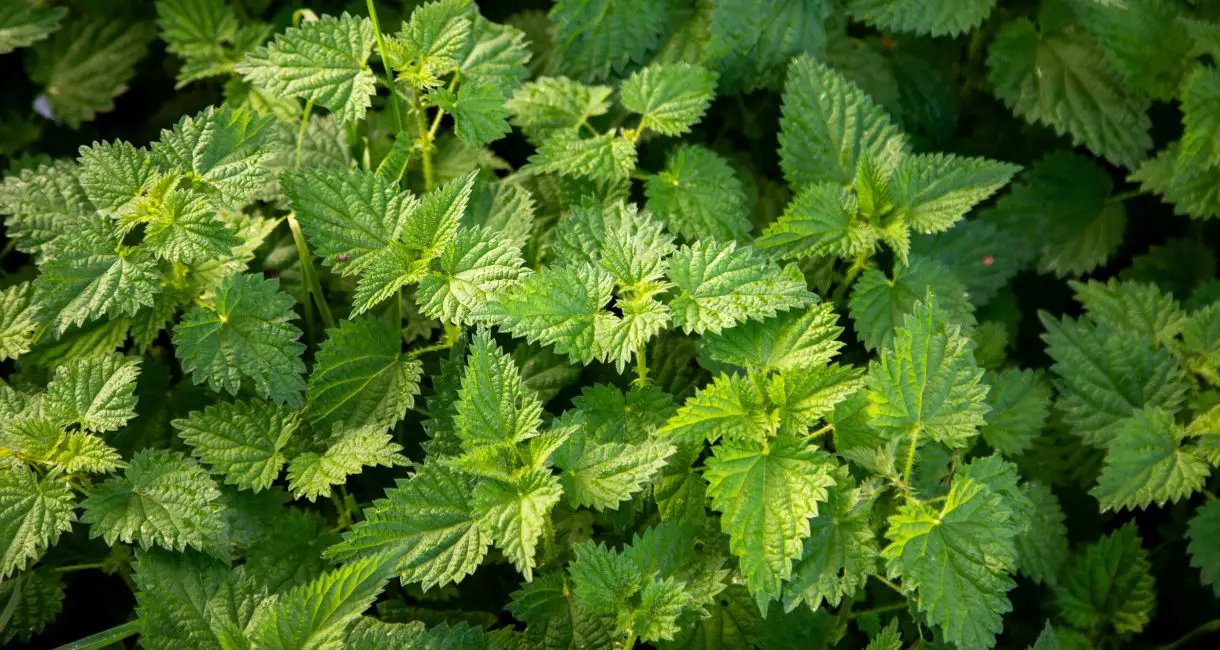 stinging nettles