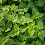 Stinging Nettles The Forgotten Nutritional Bank