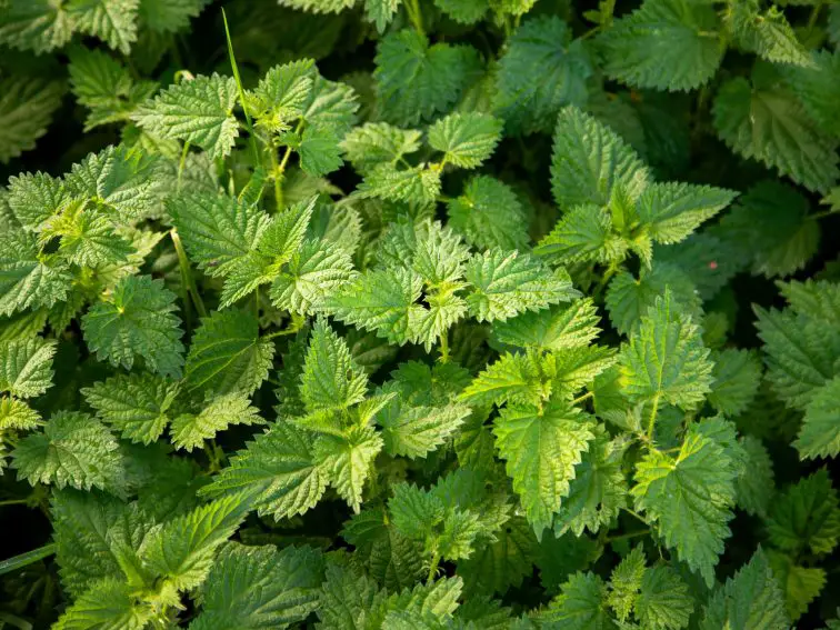 Bring Back The Old: Start An Herb Garden today!