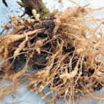 How to Deal with Root Knot Nematodes in the Southern Garden